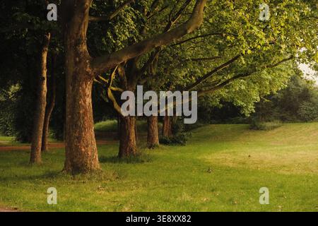 Eine friedliche Reihe von Reifen Platanen und saftig grünen Wiesen im Rheinpark in Duisburg bietet eine ruhige urbane Zuflucht entlang des Rheins. Stockfoto