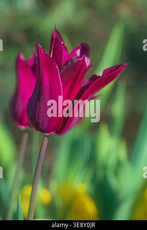 Nahaufnahme einer Tulpe mit violetter Lilie, Sorte „Purple Heart“, London, Frühling. Stockfoto