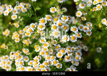 Eine Gruppe weißer Gänseblümchen mit gelben Zentren blüht in einem Garten, umgeben von grünem Laub unter natürlichem Sonnenlicht und schafft eine lebendige Blumendispla Stockfoto