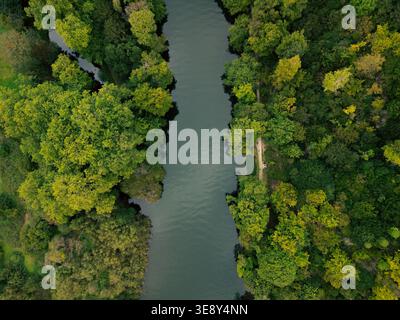 Blick auf die Drohne direkt hinunter auf die Themse, die durch dichte Wälder in Clifton Hampden, Oxfordshire, England fließt Stockfoto