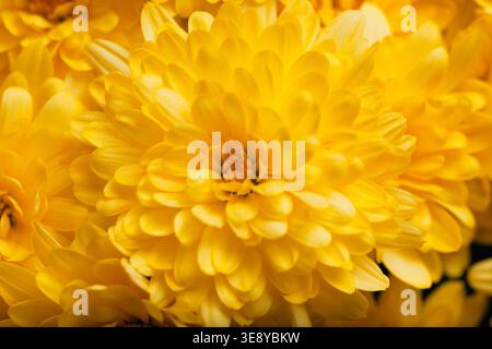 Nahaufnahme der zarten gelben Chrysanthemenblüte Stockfoto