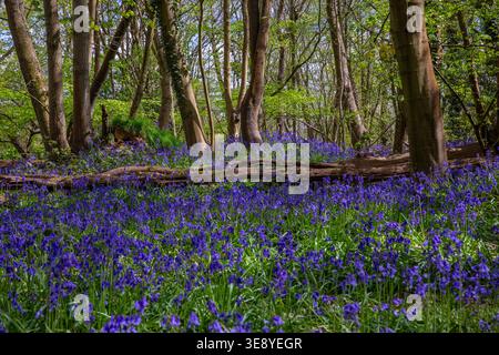 Blick auf die wunderschönen Glockenblumen im Norsey Wood in Billericay, Essex, Großbritannien. Stockfoto