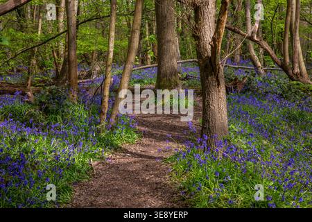 Blick auf die wunderschönen Glockenblumen im Norsey Wood in Billericay, Essex, Großbritannien. Stockfoto
