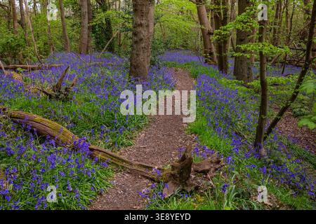 Blick auf die wunderschönen Glockenblumen im Norsey Wood in Billericay, Essex, Großbritannien. Stockfoto