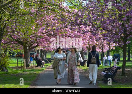 Greenwich London, Großbritannien. April 2026. Besucher des Greenwich Park im Süden Londons können die Rückkehr des warmen Wetters optimal nutzen und die kürzlich erblühte Kirschblüte genießen. Quelle: MARTIN DALTON/Alamy Live News Stockfoto