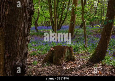 Blick auf die wunderschönen Glockenblumen im Norsey Wood in Billericay, Essex, Großbritannien. Stockfoto