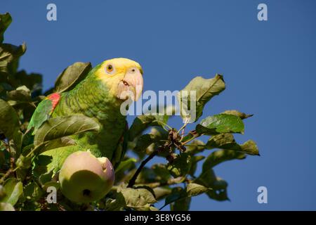 Gelbköpfiger amazonas isst Apfel, während er auf einem Zweig zwischen Blättern vor blauem Himmel sitzt. Stockfoto