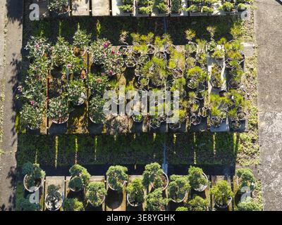 Aus der Vogelperspektive sehen Sie Reihen von Bonsai-Bäumen und blühenden Sträuchern, die auf Holzbänken in einer Pflanzenzüchtung unter hellem Sonnenlicht angeordnet sind Taiwan. Stockfoto