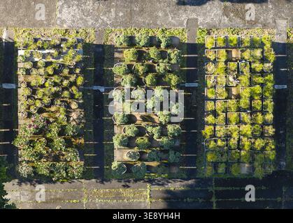Aus der Vogelperspektive sehen Sie Reihen von Topfpflanzen und Bonsaibäumen, die auf Holzplattformen in einer Gartenschule unter hellem Sonnenlicht in Taiwan angeordnet sind. Stockfoto