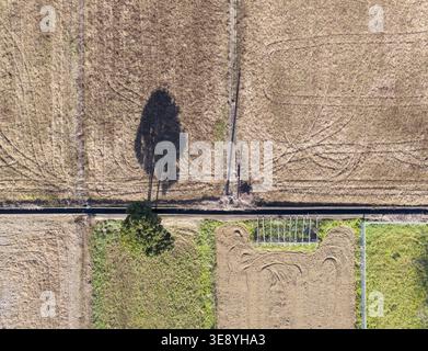 Aus der Vogelperspektive eines einzelnen Baumes, der einen langen Schatten über erntete landwirtschaftliche Felder und ländliche Wege in Taoyuan City, Taiwan, wirft. Stockfoto
