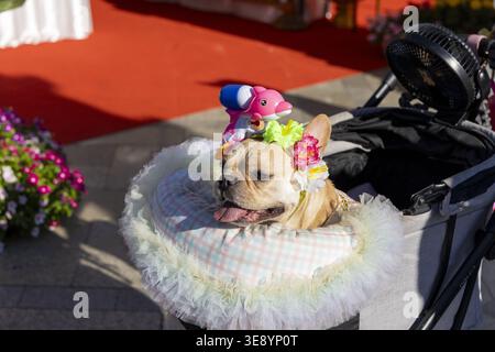 Entzückender süßer glücklicher französischer Bulldogge-Hund mit bunter Blumenkrone, der sich im flauschigen Haustierwagen draußen in der Nähe des roten Teppichs entspannt und fröhliches Emotio zeigt Stockfoto