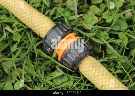 Ein gelber Gartenschlauch ist mit einem schwarzen Fitting verbunden und liegt auf weichem grünem Gras. Sonnenlicht scheint auf das Gras im Garten. Stockfoto