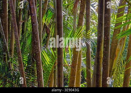 Dichte Bambusstämme mit grünen Palmblättern im tropischen Panama-Wald, natürliches Sonnenlicht und Schatten Stockfoto