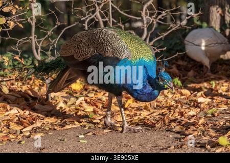 Der indische Pfauenvogel (Pavo cristatus) im Herbstpark, Pfauenvogel in der Familie Phasianidae. Stockfoto