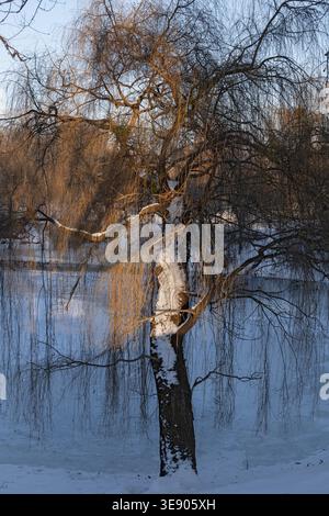 Weidenbaum (Salix alba) teilweise mit Schnee bedeckt am Teich im Winterpark bei Sonnenuntergang. Stockfoto