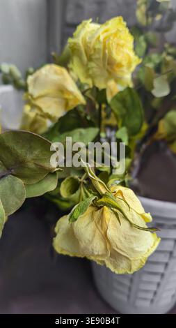 Getrocknete gelbe Rosen im Mülleimer, entsorgte getrocknete Blüten. Welkendes, totes Holz Stockfoto