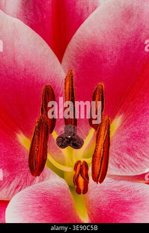 Eine Nahaufnahme des Zentrums einer wunderschönen und sehr duftenden Stargazer Lily, die den Stil, Stigma und Pollen deutlich zeigt Stockfoto