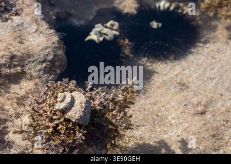 Turbanschnecke (Turbo radiatus) auf algenbedecktem Gezeitengestein mit Seeigeln im Hintergrund, Zafarana, Rotes Meer, Ägypten Stockfoto