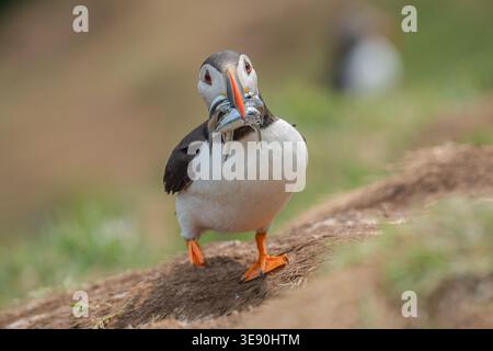 Nach vorne gerichtetes Ganzkörperporträt eines Atlantischen Puffins (Fratercula arctica), der auf einem Erdhügel in der Nähe seines Nistgrabens steht. Stockfoto