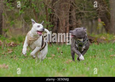 Zwei Happy Staffordshire Bull Terrier Hunde spielen und rennen zusammen in einem Park Stockfoto