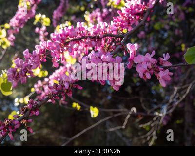 Eine schöne Nahaufnahme eines Judas-Baumes (Cercis siliquastrum) in voller Blüte. Die dunklen Zweige sind mit kleinen, hellrosa oder magentafarbenen Häusern bedeckt Stockfoto