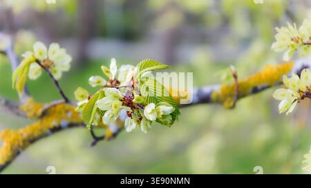 Das fragile Auftreten im baltischen Frühling ist in einem blühenden Zweig mit frischen Blättern im Seeküstenpark zu beobachten, der den Beginn des natürlichen Wachstums für die Saison zeigt Stockfoto