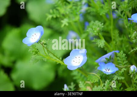 Baby Blue Eyes (Nemophila insignis, Nemophila menziesii) blüht im Garten mit grünen Blättern Stockfoto