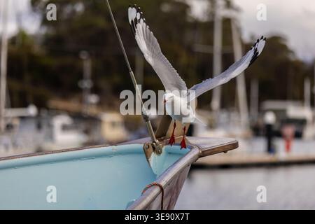 Die Möwe im Flug fliegt von einem kleinen Fischerboot in Tasmanien, Australien Stockfoto