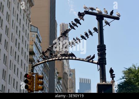 Ruhige Urban Wildlife Scene Mit Tauben Auf Manhattan-Laternenpfosten Unter Warmem Sonnenlicht Stockfoto