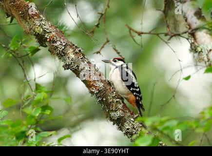 Ein männlicher Großspecht (Dendrocopos Major) mit seinem charakteristischen schwarzen, weißen und roten Gefieder, das auf einem moosigen Zweig ruht Stockfoto