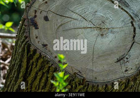 Ein frisch geschnittener Baumstumpf Stockfoto