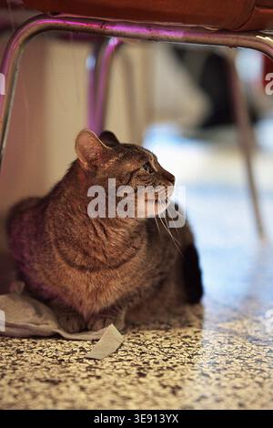 Eine häusliche Tabbykatze sitzt unter einem Stuhl. Hochwertige Fotos Stockfoto