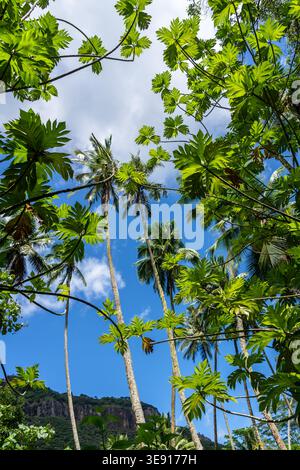 Ein üppiger Dschungelpfad durch das Hakaui-Tal, Nuku Hiva, die Marquesas-Inseln und Französisch-Polynesien. Majestätische Basaltklippen und dichte Vegetation umgeben die Tra Stockfoto