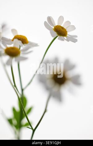 Kamille, Matricaria recutita oder Chamaemelum nobile, ein Gänseblümchen-ähnliches Kraut, das häufig in Tee- und Hautpflegeprodukten zur Beruhigung verwendet wird. Blumen in Isolation Stockfoto
