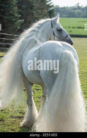12 Jahre alter männlicher Gypsy Horse Hengst mit langen weißen Haaren auf dem Grasfeld Stockfoto