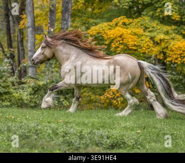 Erwachsene männliche männliche Buckskin Gypsy Vanner Pferdewallach läuft im Herbstlaub Stockfoto