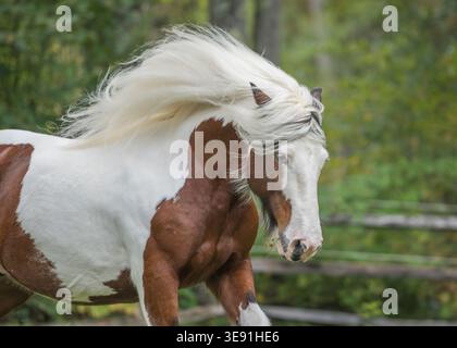 Erwachsener männlicher, schiefer Gypsy Vanner Horse Hengst in Aktion auf dem Grasfeld Stockfoto