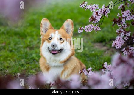 Waliser Corgi Pembroke sitzt im grünen Gras mit rosa Kirschblüten Stockfoto