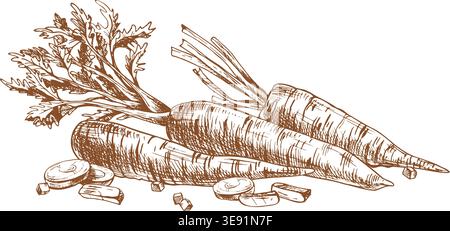Handgezeichnete Skizze frischer orangefarbener Karotten isoliert auf weißem Hintergrund. Illustration mit pflanzlicher Tinte im Linienart-Stil. Konzept der landwirtschaftlichen Ernte für Stock Vektor