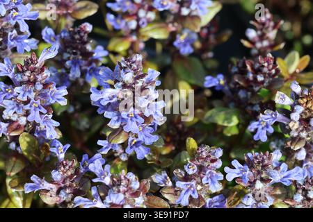 Ajuga tenorei „Valfredda“ Stacheln aus blauen Bugblüten mit schokoladenvioletten Blättern im Hintergrund. Auch bekannt als Ajuga Reptans „Schokoladenchip“ Stockfoto