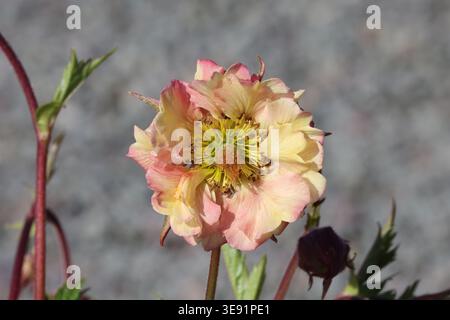 Geum Pretticoats Peach („Tngeupp“) (Pretticoats-Serie). Nahaufnahme einer einzelnen Pfirsichblüte, gelben und rosa Halbblüte im Frühling. Stockfoto