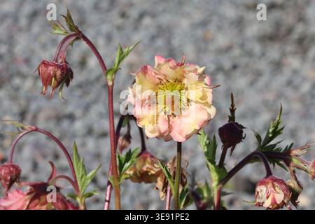 Geum Pretticoats Peach ('Tngeupp') (Pretticoats-Serie), Avens-Pflanze mit halb doppelter pfirsichrosa gelber Blüte und Blütenknospen im Frühjahr. Stockfoto