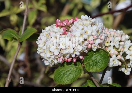 Viburnum x Carlcephalum. Nahaufnahme großer, abgerundeter Balken parfümierter weißer, duftender Schneeballblüten mit rosa Knospen im Frühjahr. Stockfoto