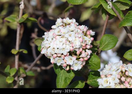 Viburnum x Carlcephalum. Nahaufnahme großer, abgerundeter Balken parfümierter weißer, duftender Schneeballblüten mit rosa Knospen im Frühjahr. Stockfoto