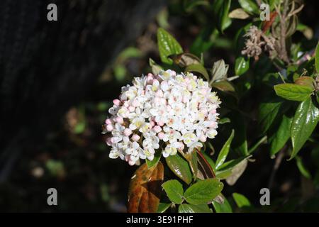 Viburnum x burkwoodii „Conoy“. Nahaufnahme einer cremeweißen Kugel aus weißen Pfeilbaumblüten, durchsetzt mit rosa Knospen im Frühjahr. Stockfoto