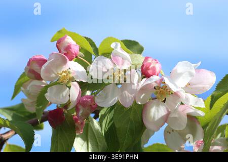 Malus x scheideckeri „Red Jade“. Nahaufnahme Blumen Krebs Apfelbaum blassrosa mit tiefrosa Knospen. Stockfoto
