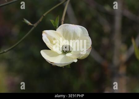 Cornus „Eddie's White Wonder“. Nahaufnahme einer einzelnen Blume mit weißen Deckblättern des Hartholzbaums. Stockfoto