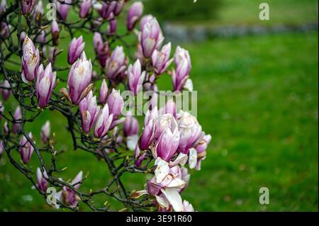 Im Frühling blühen lila Blumen auf einem Magnolienbaum in einem Garten. Stockfoto