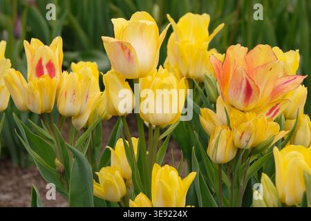Gelbe mehrköpfige Tulpe, Tulipa „Antoinette“ in Blüte. Stockfoto