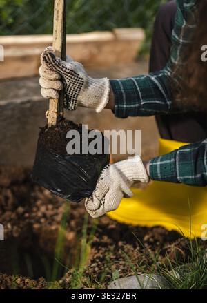 Landwirt ein junger Baumkeimling in den reichen Gartenboden, trägt Schutzhandschuhe und ein kariertes Hemd, fördert Wachstum, Gartenarbeit und Umweltschutz Stockfoto